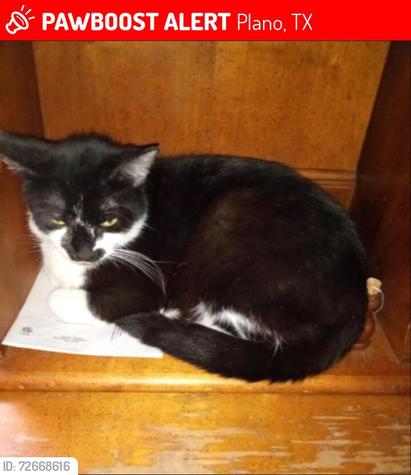 Lost Female Cat last seen Plano Pkwy and Allied , Plano, TX 75093