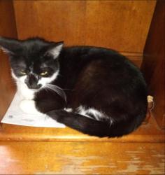 Lost Female Cat last seen Plano Pkwy and Allied , Plano, TX 75093