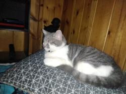 Lost Female Cat last seen Sugerloaf, Big Bear, CA 92314