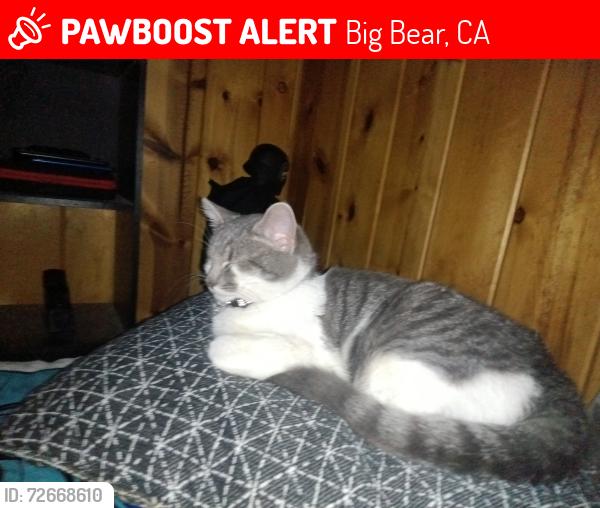 Lost Female Cat last seen Sugerloaf, Big Bear, CA 92314