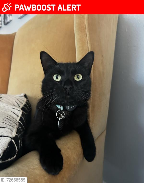 Lost Female Cat last seen California st and Oswego. AirTag was found in Irvine on Ridge Valley parkway by the new  construction site at great park, Huntington Beach, CA 92648