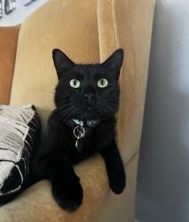 Lost Female Cat last seen California st and Oswego. AirTag was found in Irvine on Ridge Valley parkway by the new  construction site at great park, Huntington Beach, CA 92648