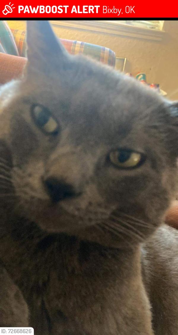 Lost Male Cat last seen Breckenridge and riverview, Bixby, OK 74008