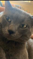Lost Male Cat last seen Breckenridge and riverview, Bixby, OK 74008
