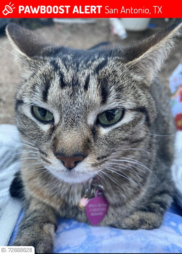 Lost Female Cat last seen Lotus Blossom St , San Antonio, TX 78247