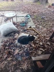 Found/Stray Unknown Cat last seen Chesterfield village apmts , Chesterfield, MO 63017