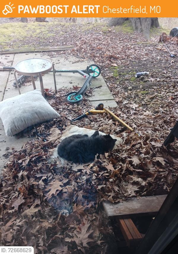 Found/Stray Unknown Cat last seen Chesterfield village apmts , Chesterfield, MO 63017