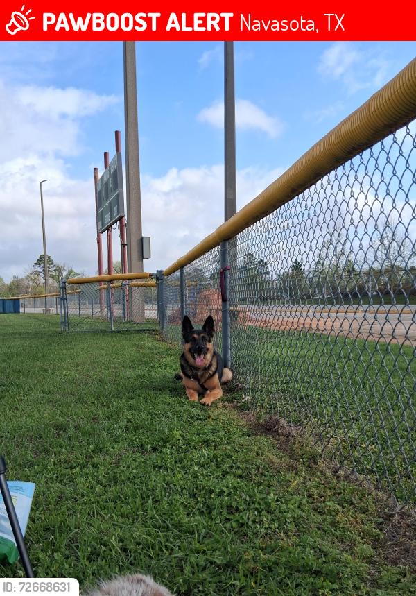 Lost Male Dog last seen Dairy queen, Navasota, TX 77868