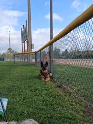 Lost Male Dog last seen Dairy queen, Navasota, TX 77868