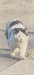 Found/Stray Unknown Cat last seen Neighborhood, Cincinnati, OH 45247