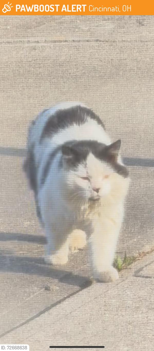 Found/Stray Unknown Cat last seen Neighborhood, Cincinnati, OH 45247