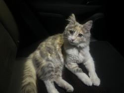 Lost Female Cat last seen Goldenwest & Heil, Huntington Beach, CA 92647