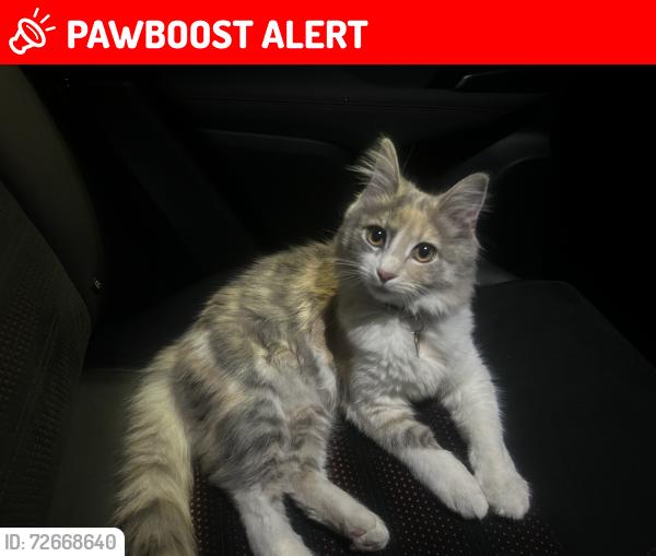 Lost Female Cat last seen Goldenwest & Heil, Huntington Beach, CA 92647