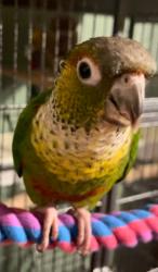 Lost Male Bird last seen new hope rd (nearest main rd) and redfield court , Acworth, GA 30102