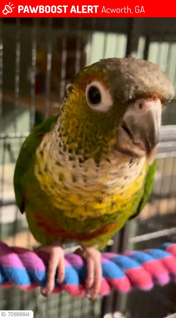 Lost Male Bird last seen new hope rd (nearest main rd) and redfield court , Acworth, GA 30102