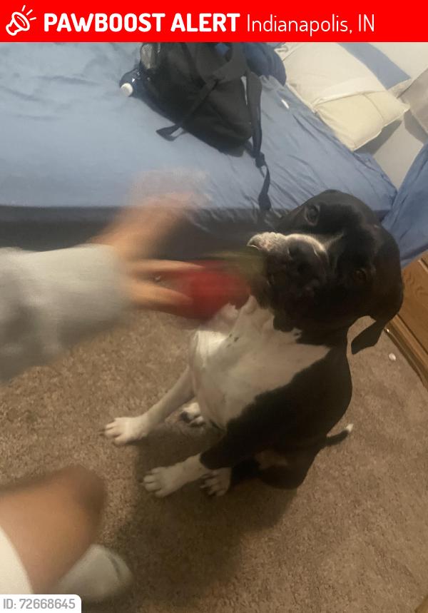 Lost Male Dog last seen Mc Arthur road , Indianapolis, IN 46237