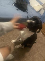 Lost Male Dog last seen Mc Arthur road , Indianapolis, IN 46237