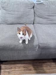 Lost Male Cat last seen Solly ave, Philadelphia, PA 19136