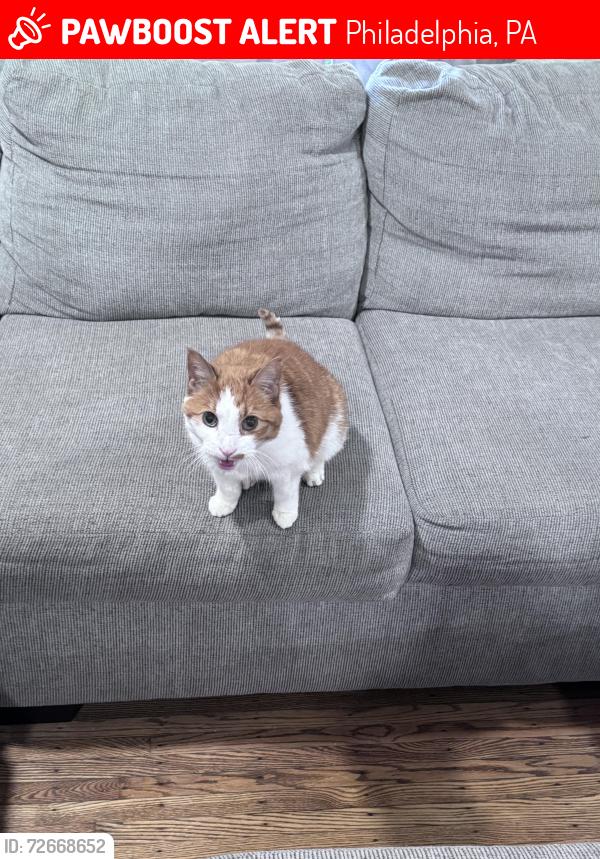 Lost Male Cat last seen Solly ave, Philadelphia, PA 19136