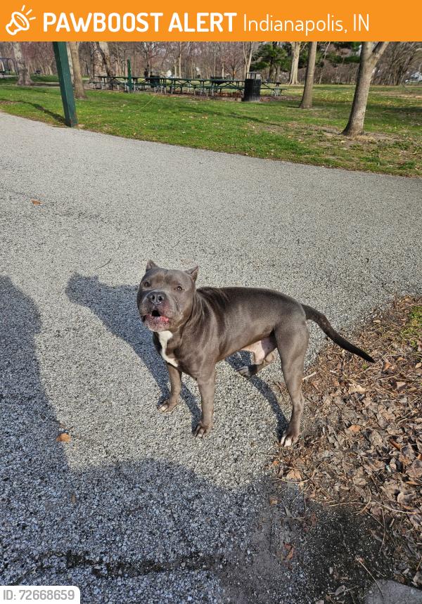 Found/Stray Male Dog last seen Kingsbridge and English at Christian Park Community Center, Indianapolis, IN 46201