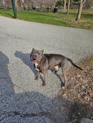 Found/Stray Male Dog last seen Kingsbridge and English at Christian Park Community Center, Indianapolis, IN 46201