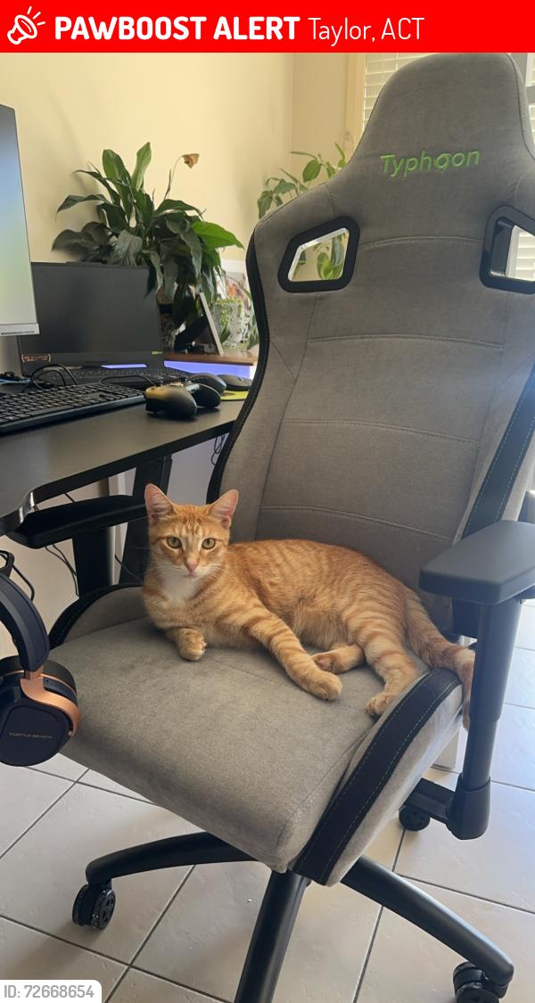 Lost Male Cat last seen Robin Boyd CR, Taylor, ACT 2913