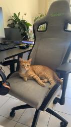 Lost Male Cat last seen Robin Boyd CR, Taylor, ACT 2913