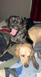 Lost Male Dog last seen Reynolds park area, Paragould, AR 72450