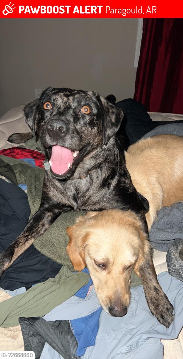 Lost Male Dog last seen Reynolds park area, Paragould, AR 72450