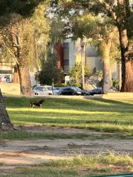 Lost Unknown Dog last seen Walking around, no collar looks mixed, Los Angeles, CA 91304