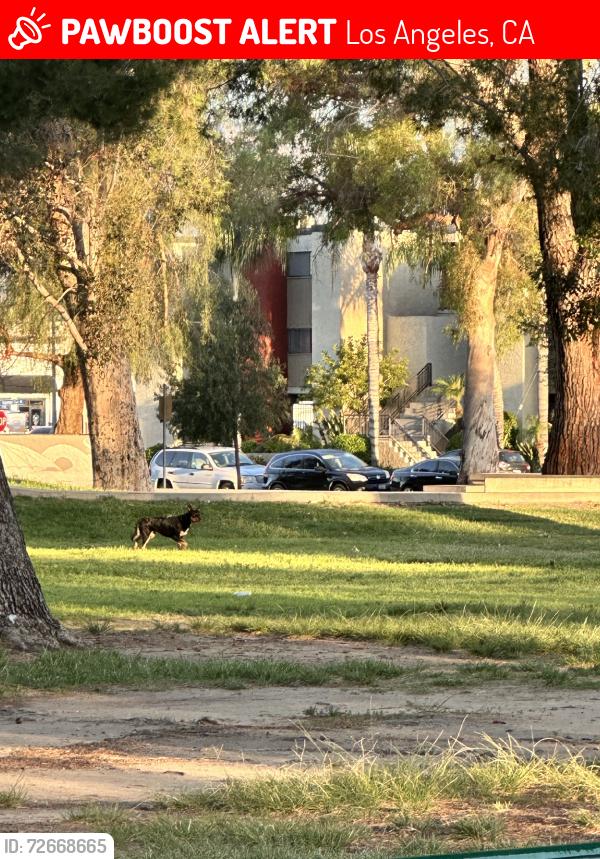 Lost Unknown Dog last seen Walking around, no collar looks mixed, Los Angeles, CA 91304