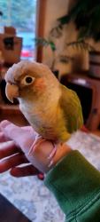 Lost Male Bird last seen 85th Ave up in the big trees, Tumwater, WA 98501