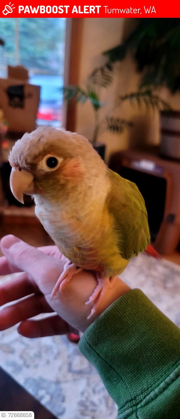 Lost Male Bird last seen 85th Ave up in the big trees, Tumwater, WA 98501