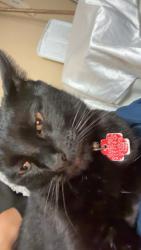 Lost Male Cat last seen Near Stratford avenue , Baton Rouge, LA 70808