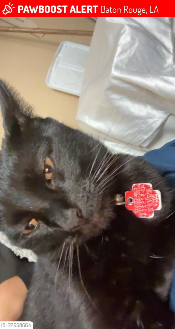 Lost Male Cat last seen Near Stratford avenue , Baton Rouge, LA 70808