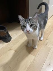 Found/Stray Unknown Cat last seen White pine, Robins, IA 52328