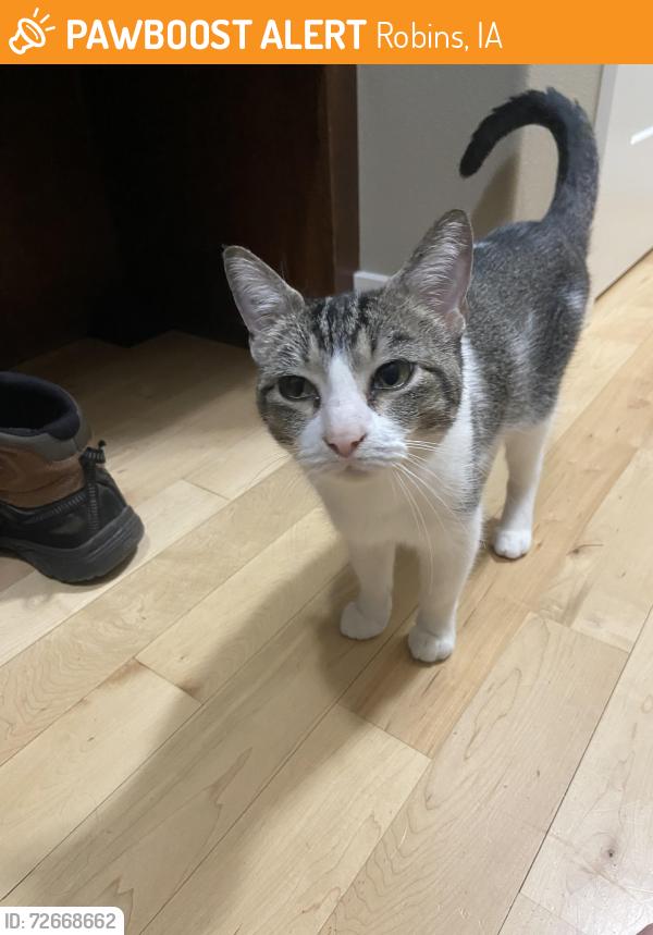 Found/Stray Unknown Cat last seen White pine, Robins, IA 52328