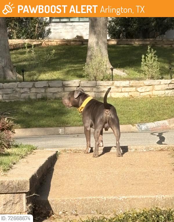 Found/Stray Male Dog last seen Chimney Hill, Arlington, TX 76012