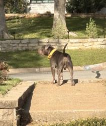 Found/Stray Male Dog last seen Chimney Hill, Arlington, TX 76012