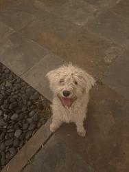 Found/Stray Unknown Dog last seen Lakewood Park, Modesto, CA 95355
