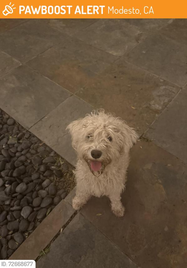 Found/Stray Unknown Dog last seen Lakewood Park, Modesto, CA 95355