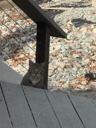 Found/Stray Unknown Cat last seen Belmont Road and Gills Gate , Belmont Rd, VA 23235