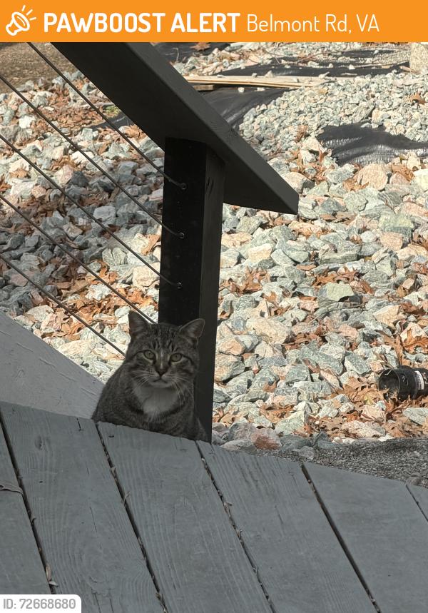 Found/Stray Unknown Cat last seen Belmont Road and Gills Gate , Belmont Rd, VA 23235