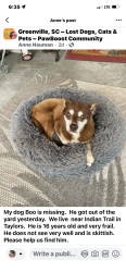 Lost Male Dog last seen Sylvania Drive and Indian Trail, Taylors, SC 29687