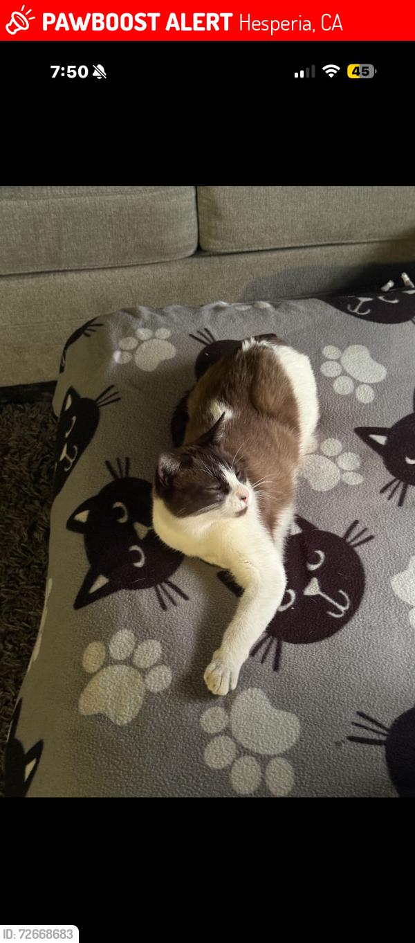 Lost Male Cat last seen Vine st, Hesperia, CA 92345