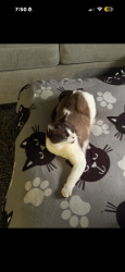 Lost Male Cat last seen Vine st, Hesperia, CA 92345