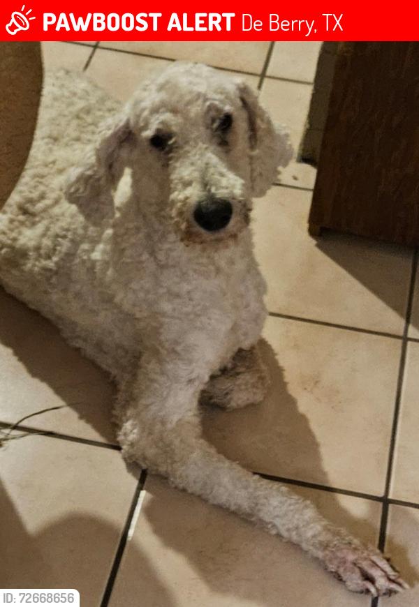 Lost Male Dog last seen Hwy 31, De Berry, TX 75639