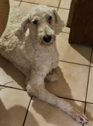 Lost Male Dog last seen Hwy 31, De Berry, TX 75639