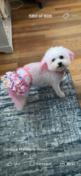 Lost Female Dog last seen Vassar and Cambridge , Detroit, MI 48219