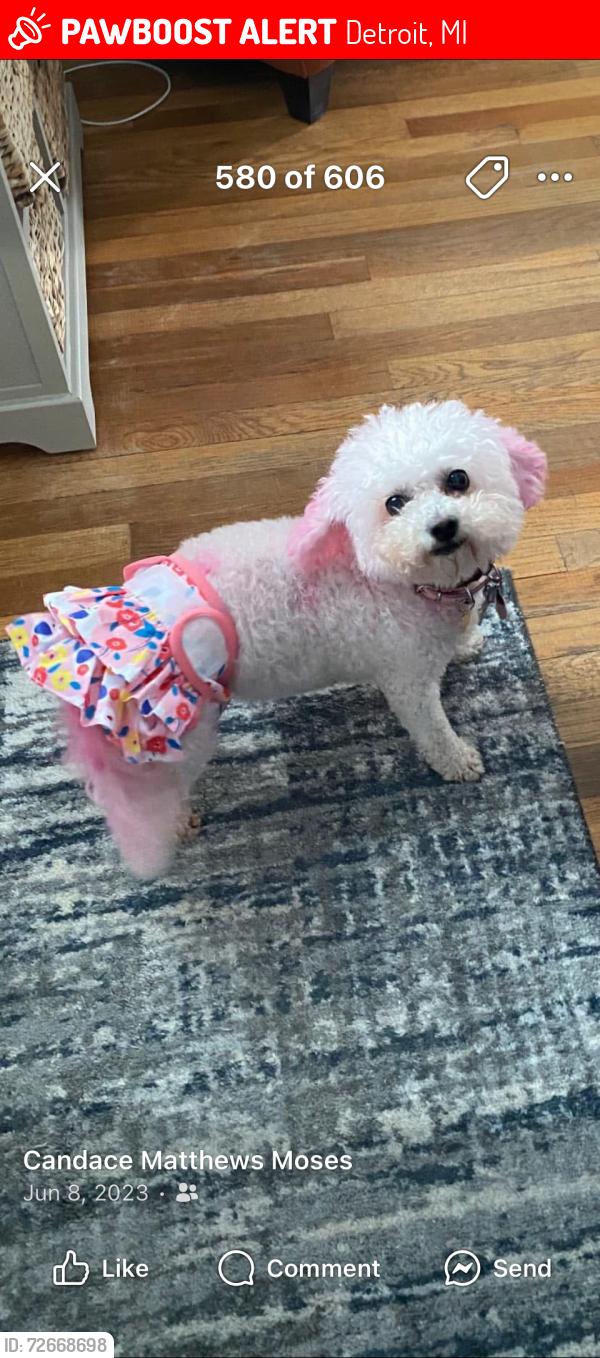 Lost Female Dog last seen Vassar and Cambridge , Detroit, MI 48219